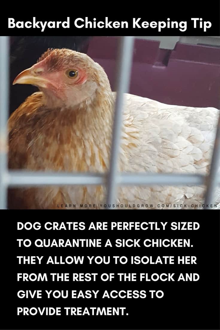 DOG CRATES ARE PERFECTLY SIZED TO QUARANTINE A SICK CHICKEN. THEY ALLOW YOU TO ISOLATE HER FROM THE REST OF THE FLOCK AND GIVE YOU EASY ACCESS TO PROVIDE TREATMENT.