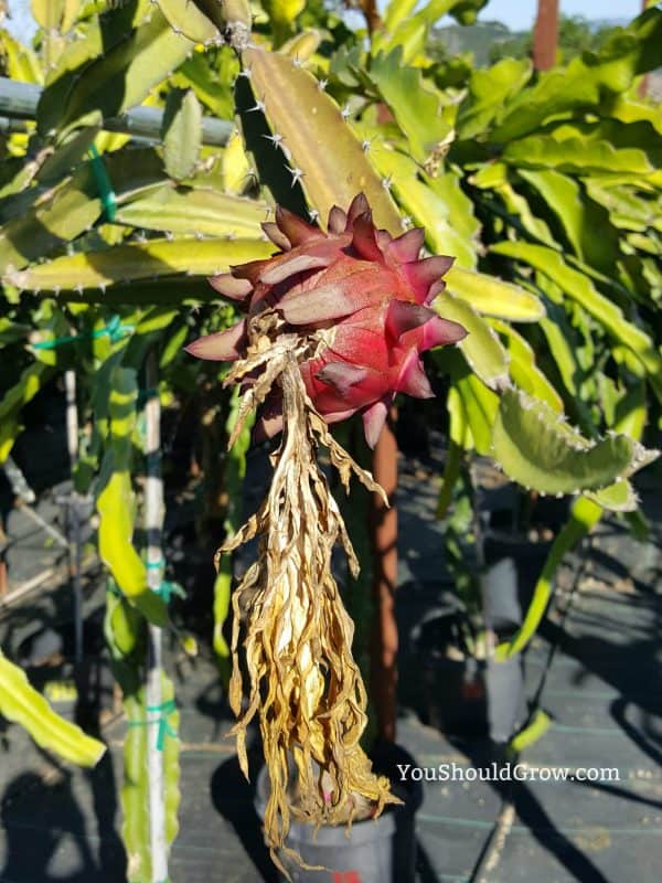 Dragon fruit growing on a dragon fruit plant