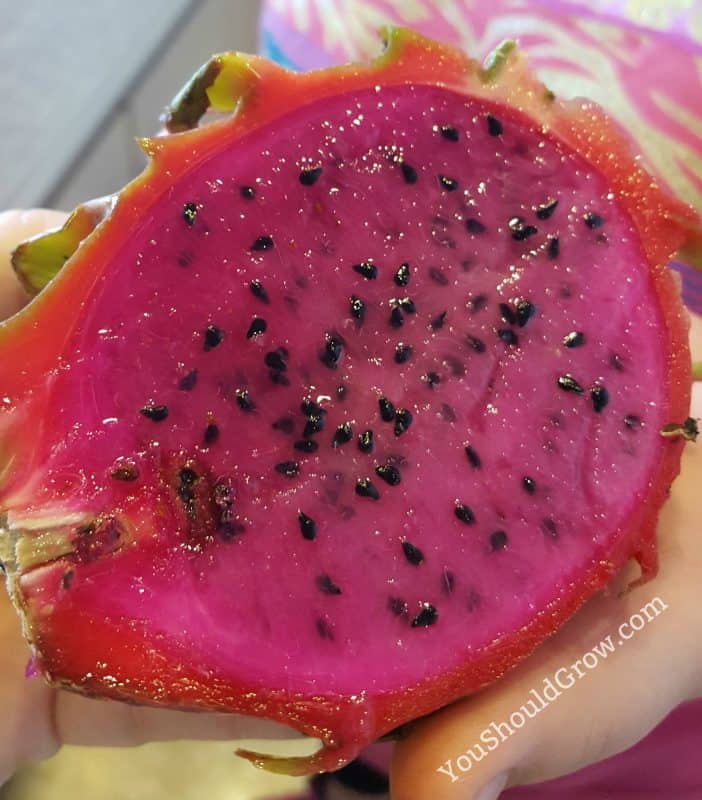 Sliced dragon fruit