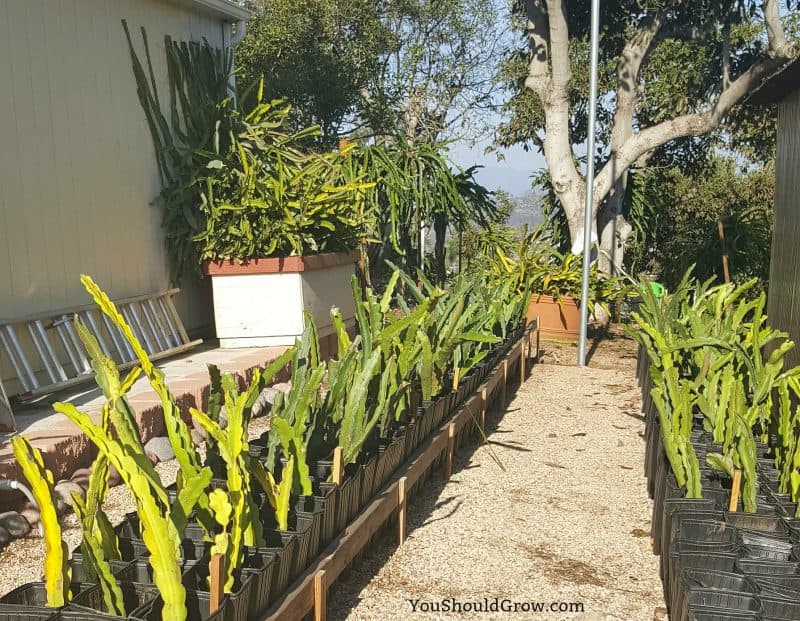 dragon fruit plant in pot