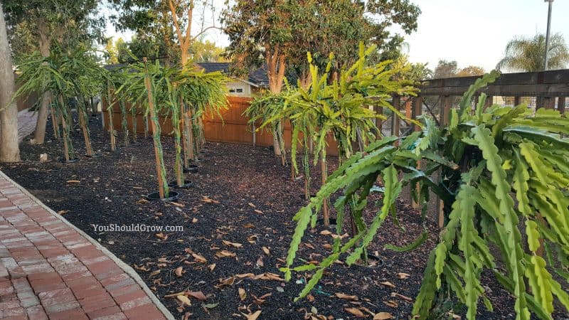 Dragon fruit garden