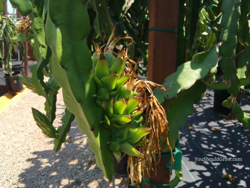 Dragon fruit set on plant