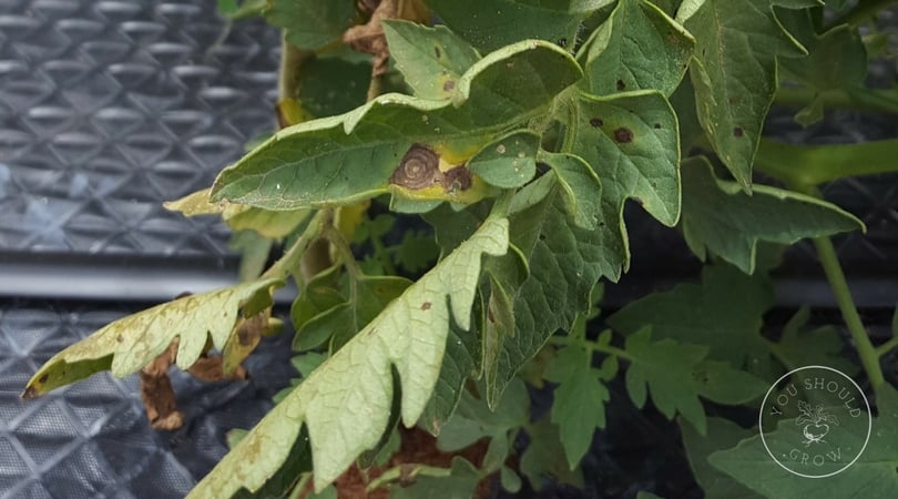 Ring shaped lesions on a tomato leaf with yellowing of tomato leaves