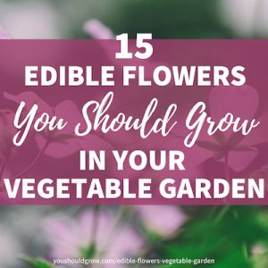 Edible Flowers to grow in vegetable garden white text on pink rectangle with blurred image of pink flowers