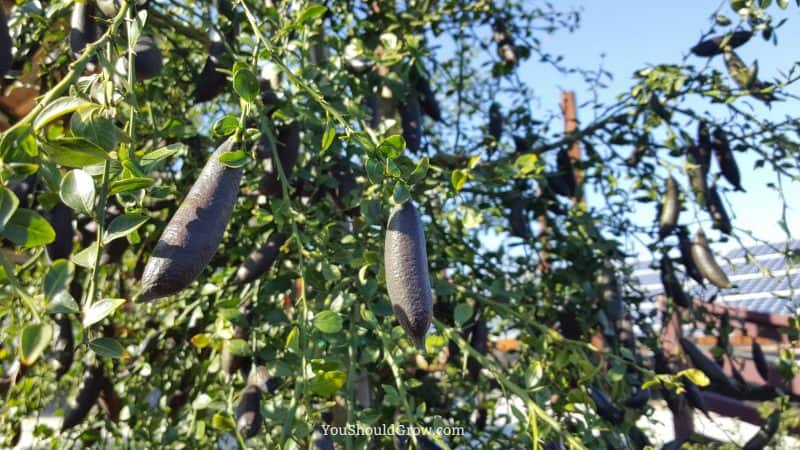 Finger Limes Grow In The USA