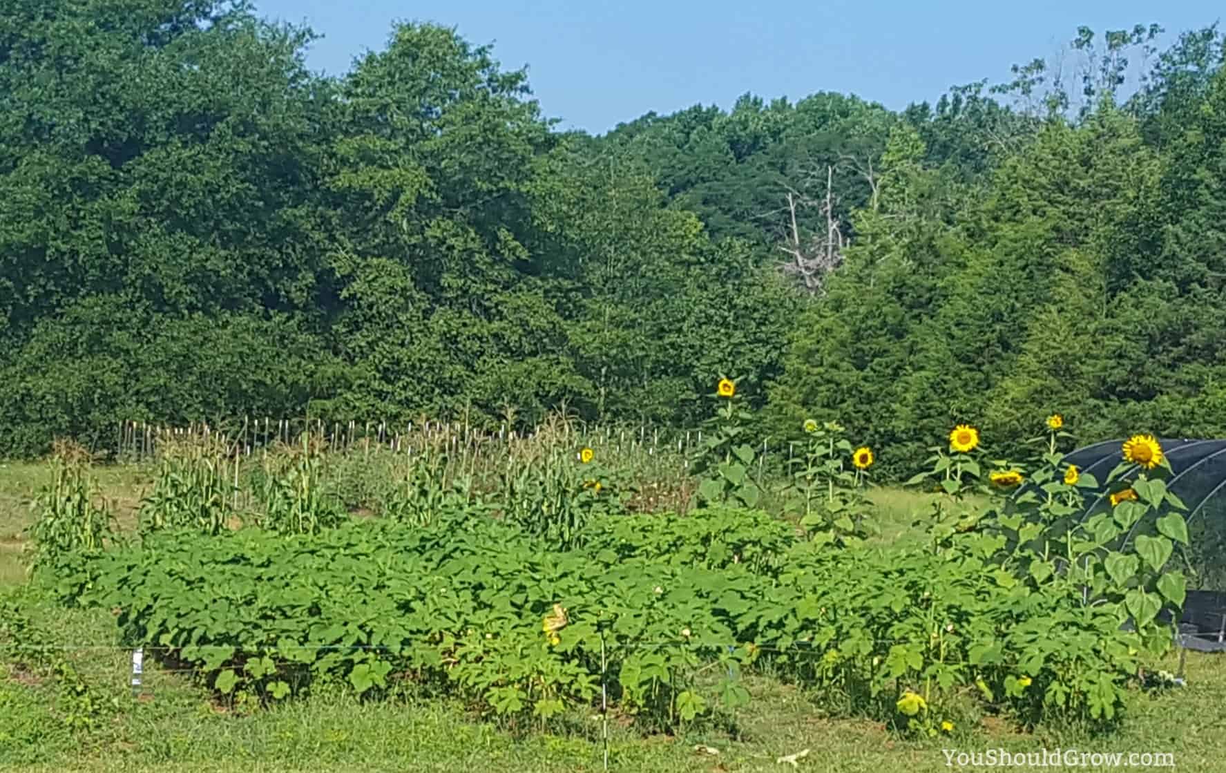 One of the most basic homesteading skills is learning to grow your own food.