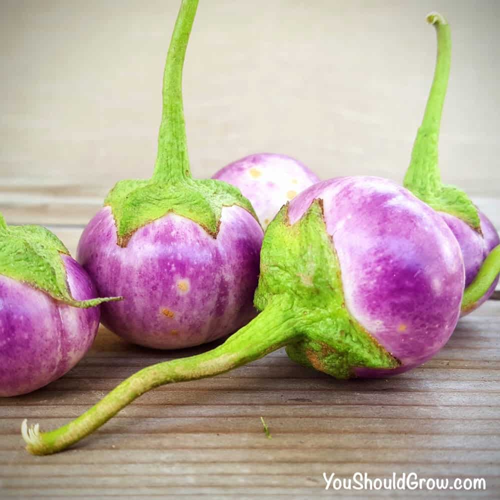 small round eggplant sitting on a table