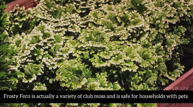 Frosty Fern is actually a variety of club moss and is safe for households with pets.