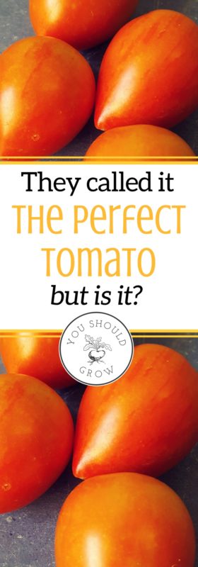 Bred for great flavor and shelf life, they called the garden gem tomato perfect. So of course as avid tomato gardeners, we had to try it. Read our review of this tomato for the home grower. Tomatoes. Growing tomatoes.