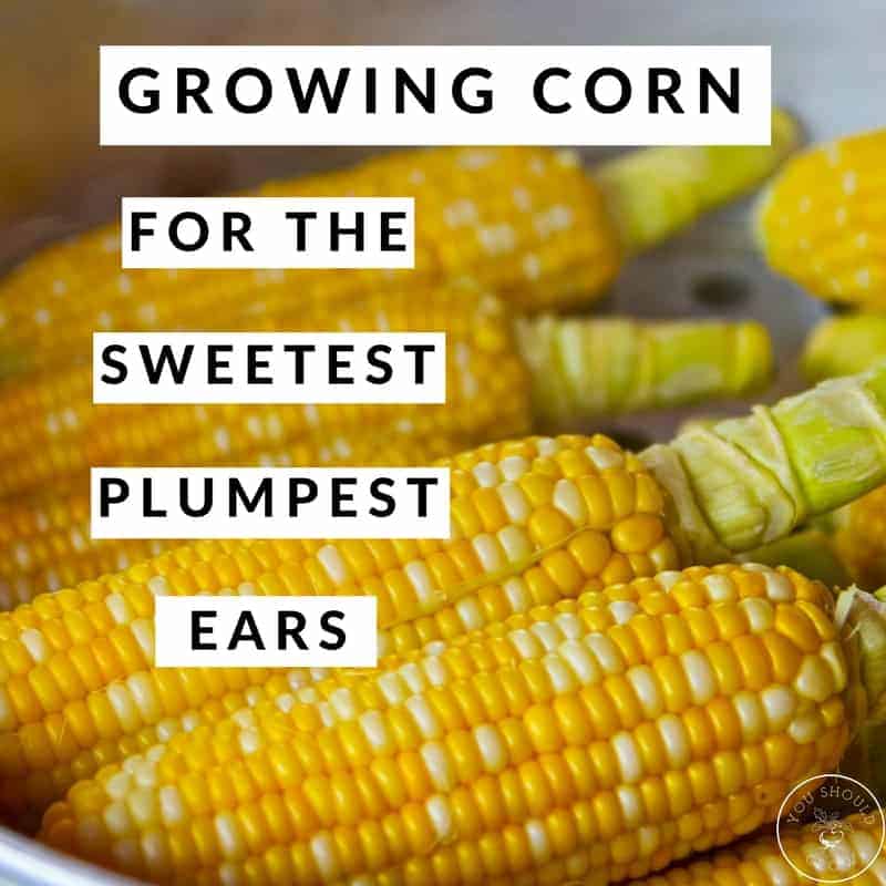 Growing Corn For The Sweetest, Plumpest Ears