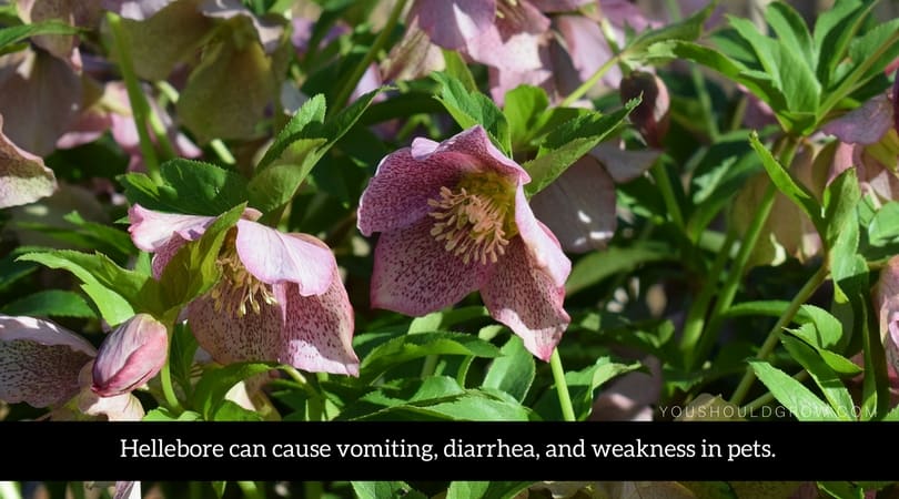 Hellebore can cause vomiting, diarrhea, and weakness in pets.
