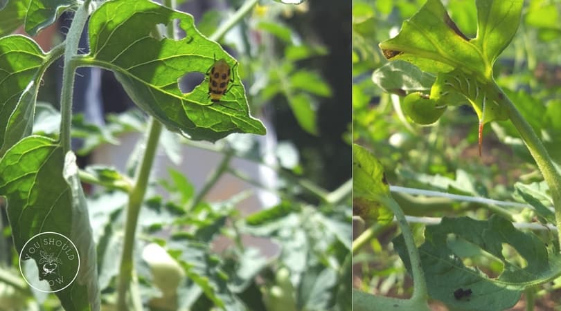 Pests eating holes in tomato leaves