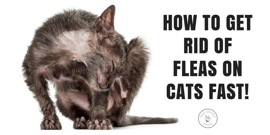 how to get rid of fleas on a kitten fast