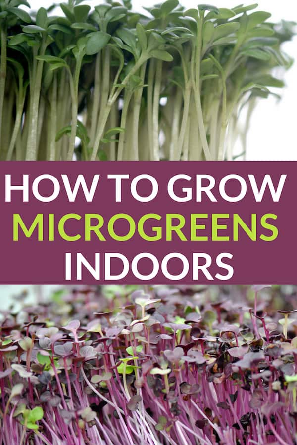 Growing microgreens indoors