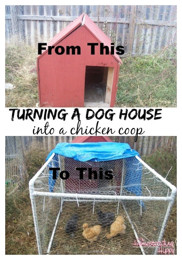 chicken coop from dog house