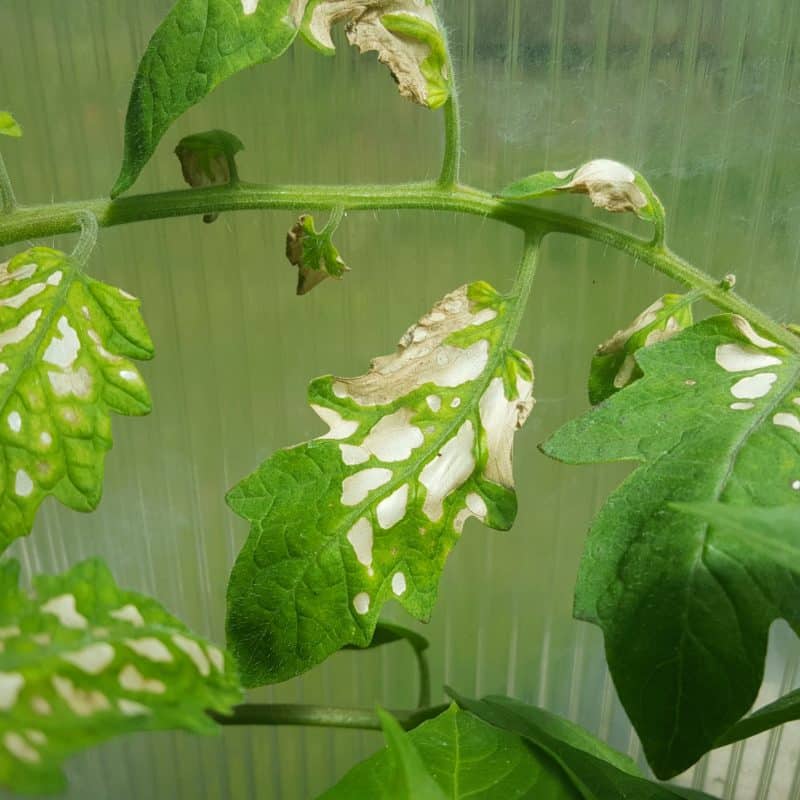 Tomato leaf problems