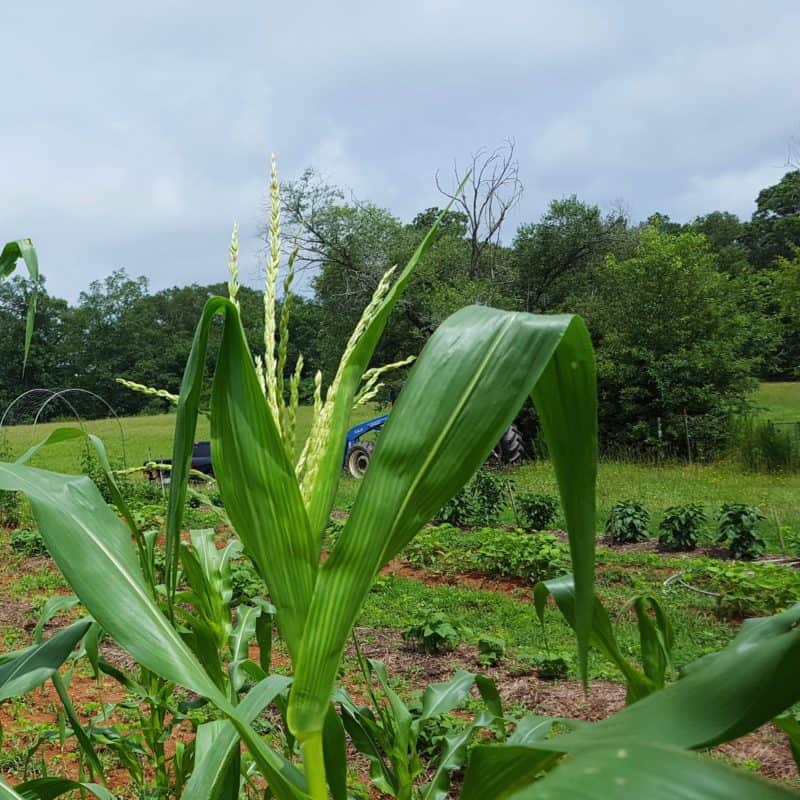 Growing corn