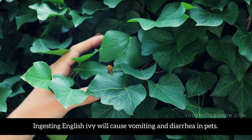 Ingesting English ivy will cause vomiting and diarrhea in pets. (1)
