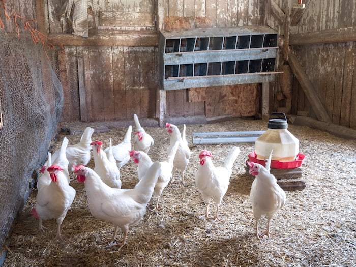 A group of white laying hen chickens in deep litter method chicken coop on a farm