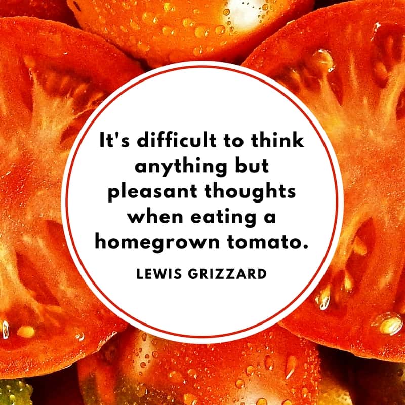 It's difficult to think anything but pleasant thoughts when eating a homegrown tomato.
