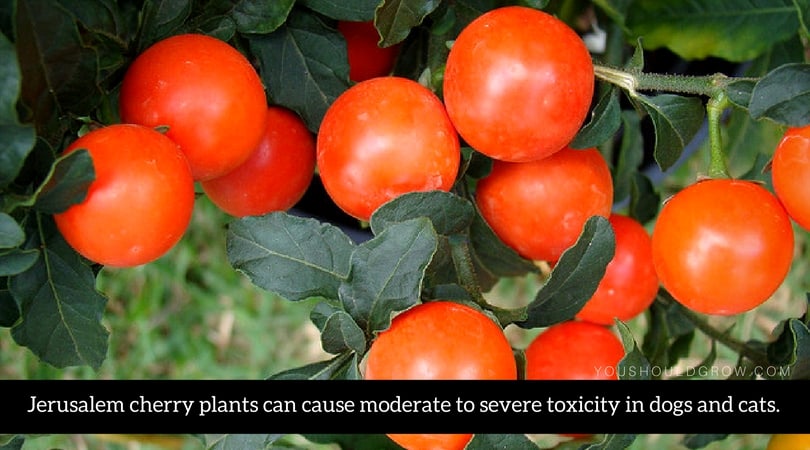 Jerusalem cherry plants can cause moderate to severe toxicity in dogs and cats.