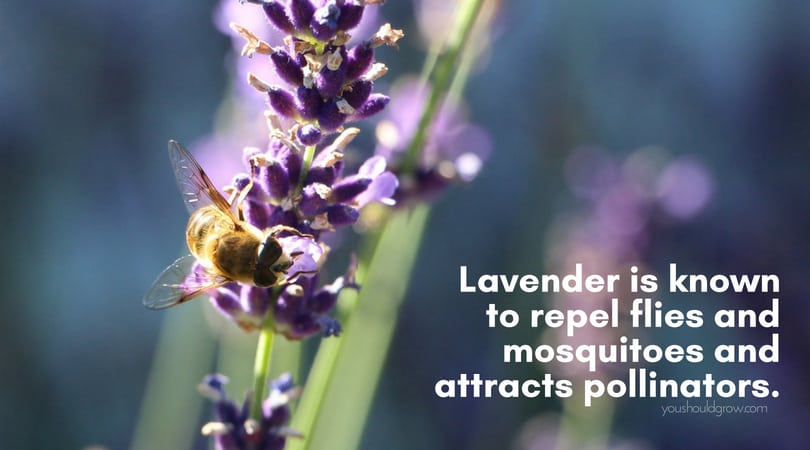 purple lavender flowers with bee