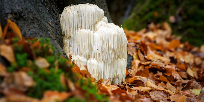 lions mane mushroom growing in the woods