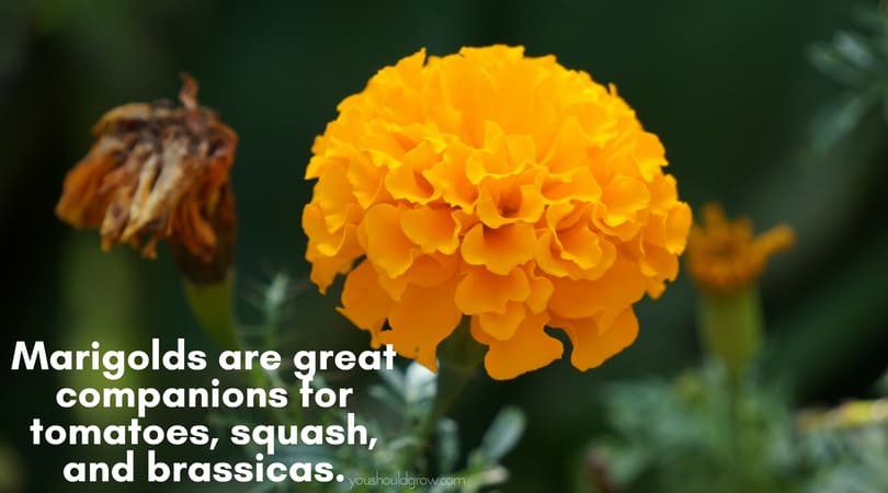 orange marigold flower