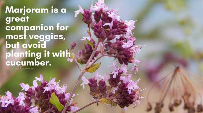 fuschia colored marjoram