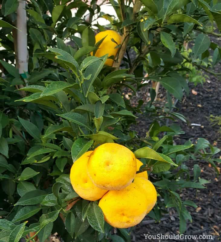Meyer lemons growing in California, USA