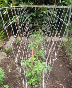 Tomato cage for multiple tomatoes.