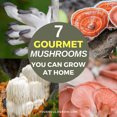 7 Gourmet Mushroom Growing Kits Anyone Can Grow