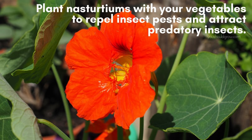 red nasturtium flower with some leaves