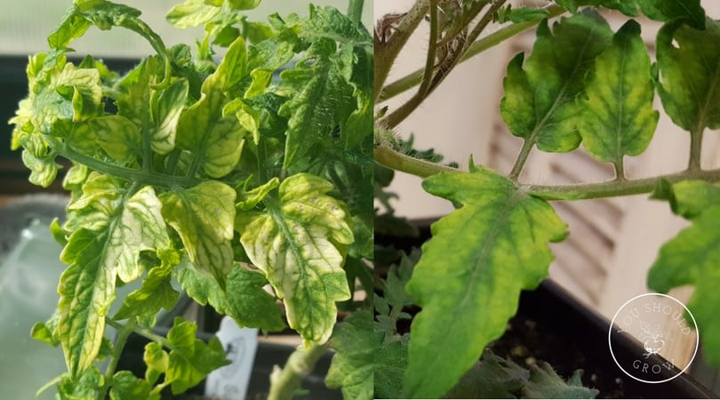 Yellow tomato leaves with green veins (indicates nutrient deficiency).