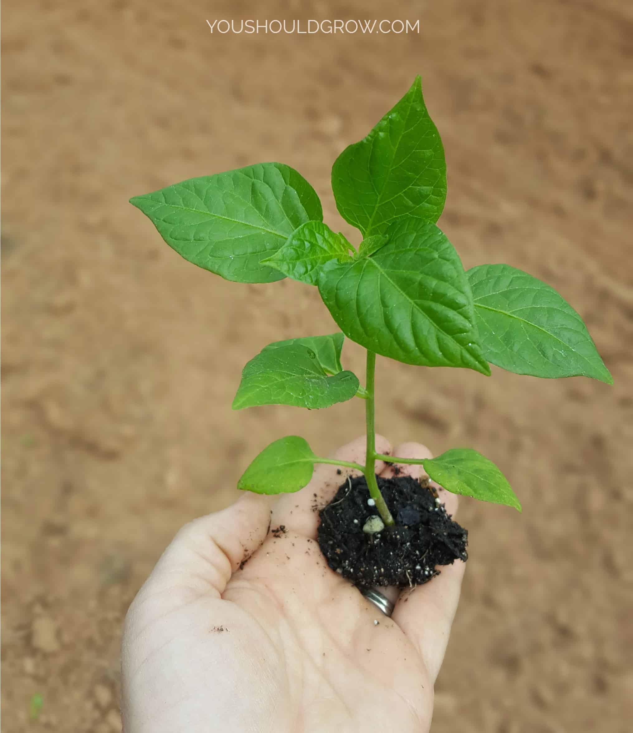 Transplant shishito pepper plants into the garden when they are about 8 weeks old.