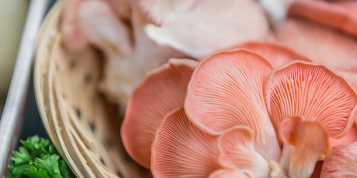 close up of pink oyster mushrooms 
