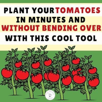 drawing of red tomatoes on tomato plants with a green background and text that says: plant your tomatoes in minutes and without bending oer with this cool tool.