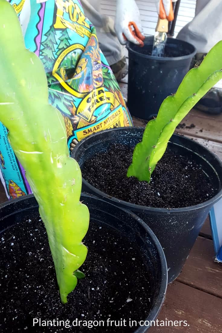 Planting dragon fruit in containers. Learn about growing dragon fruit.