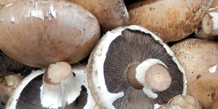 Close up of portobello mushrooms