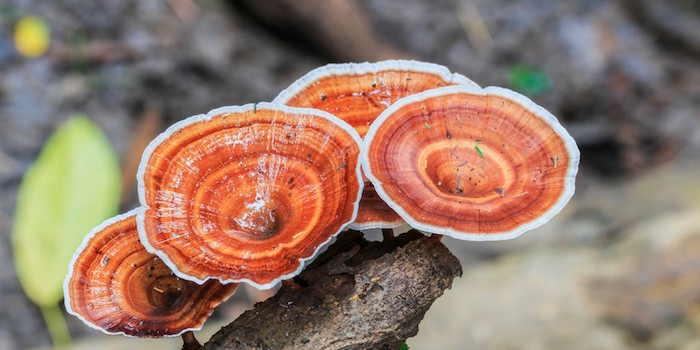 reishi mushrooms growing on log