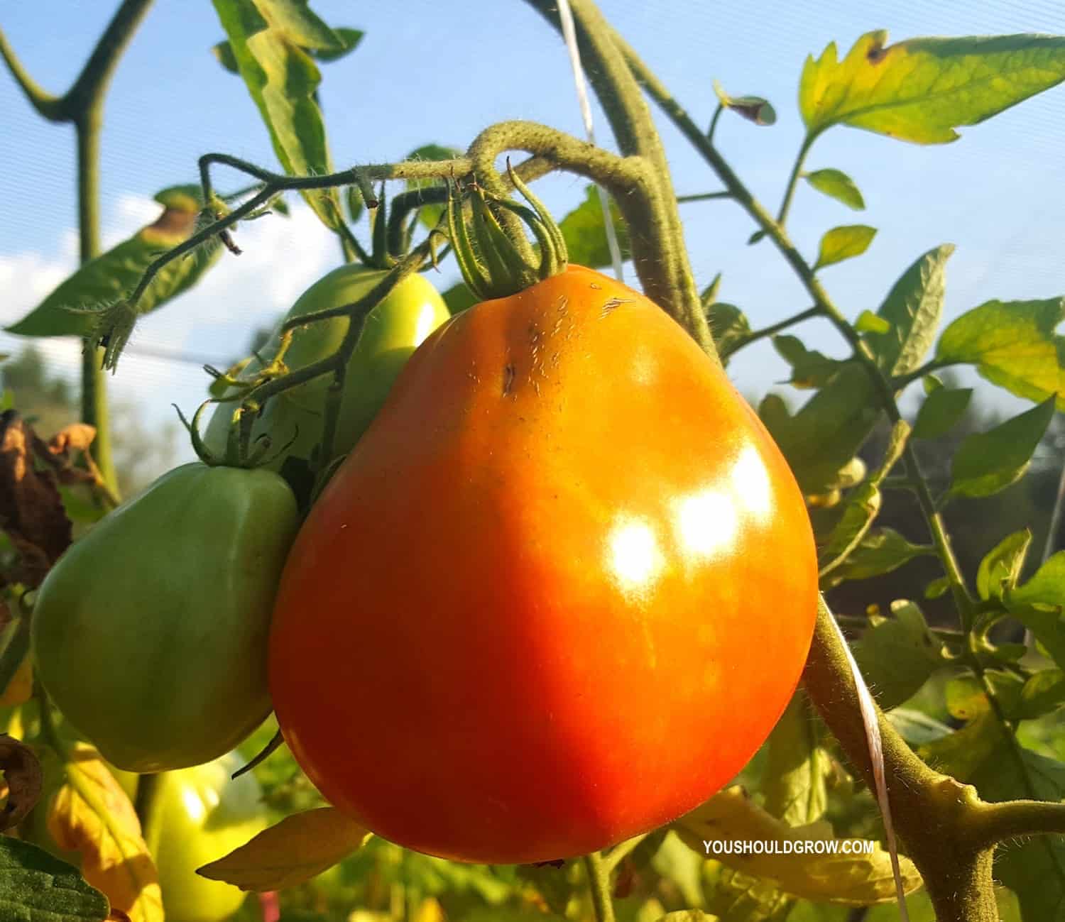 Tomatoes you should grow: Riviera Cuore di Bue