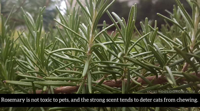 Rosemary is not toxic to pets, and the strong scent tends to deter cats from chewing.