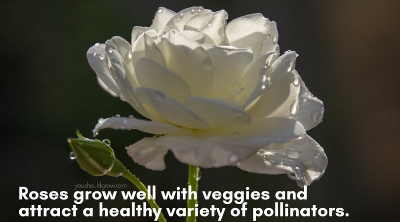 white rose on dark background