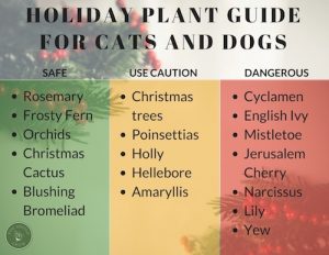 Safe and dangerous holiday houseplants guide