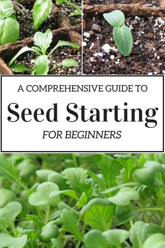 A comprehensive guide to seed starting for beginners