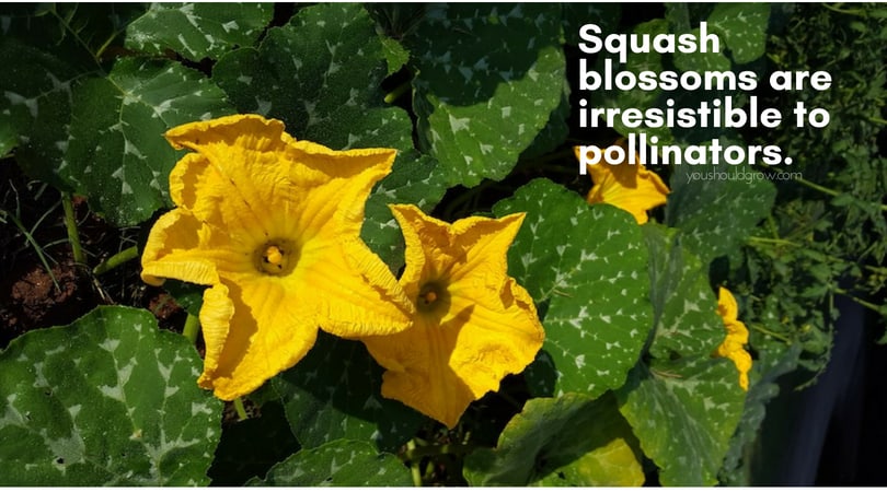 big yellow squash blooms