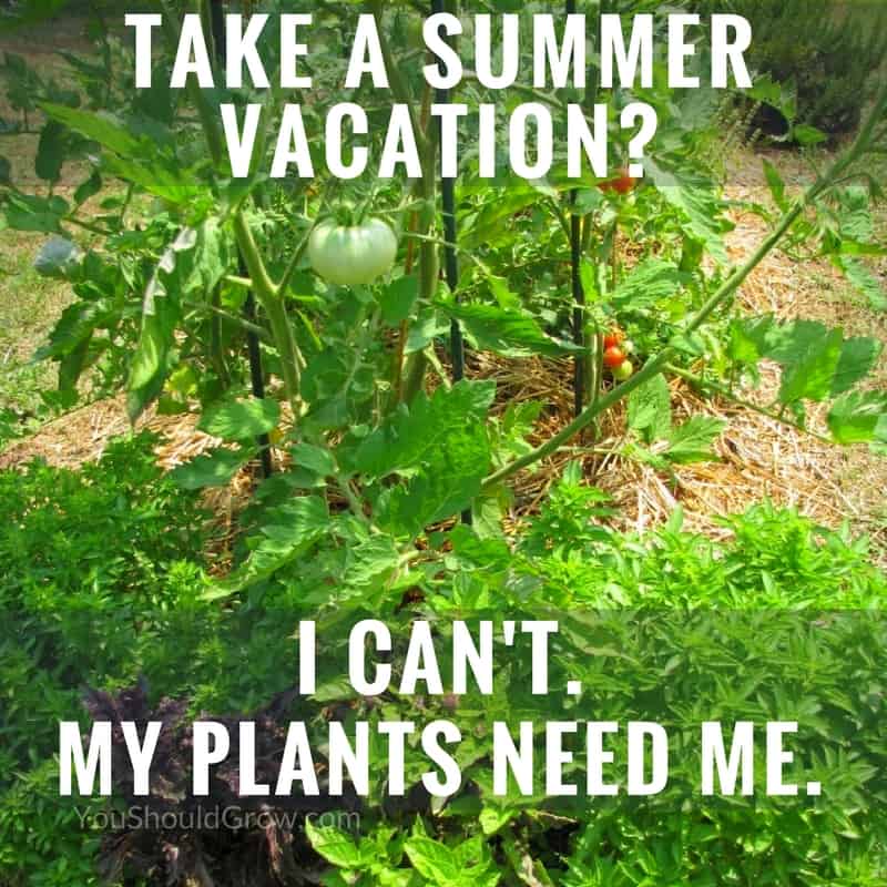 Take a summer vacation? I can't. My plants need me.