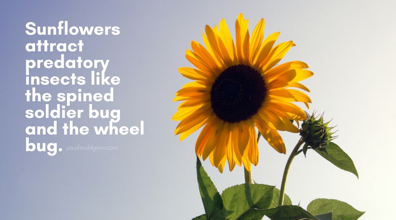 bright yellow sunflower against the sky