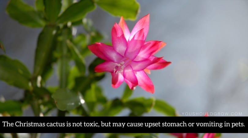 The Christmas cactus is not toxic, but may cause upset stomach or vomiting in pets.