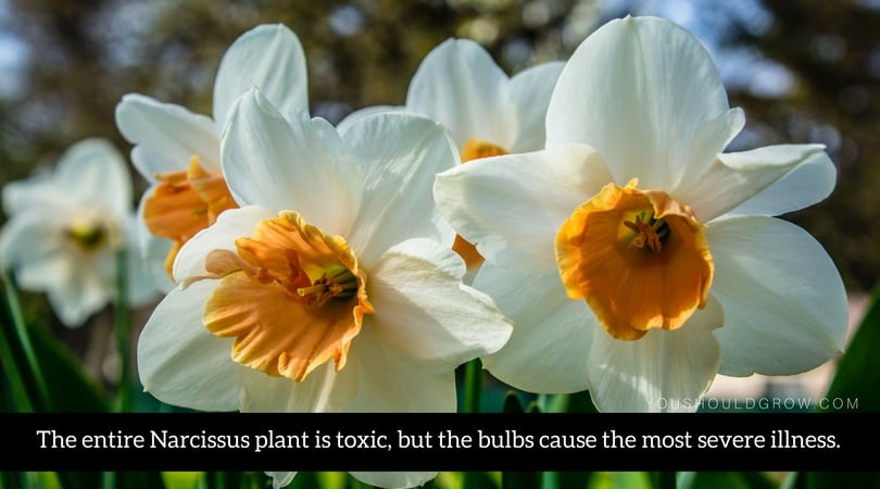 The entire Narcissus plant is toxic to pets, but the bulbs cause the most severe illness.